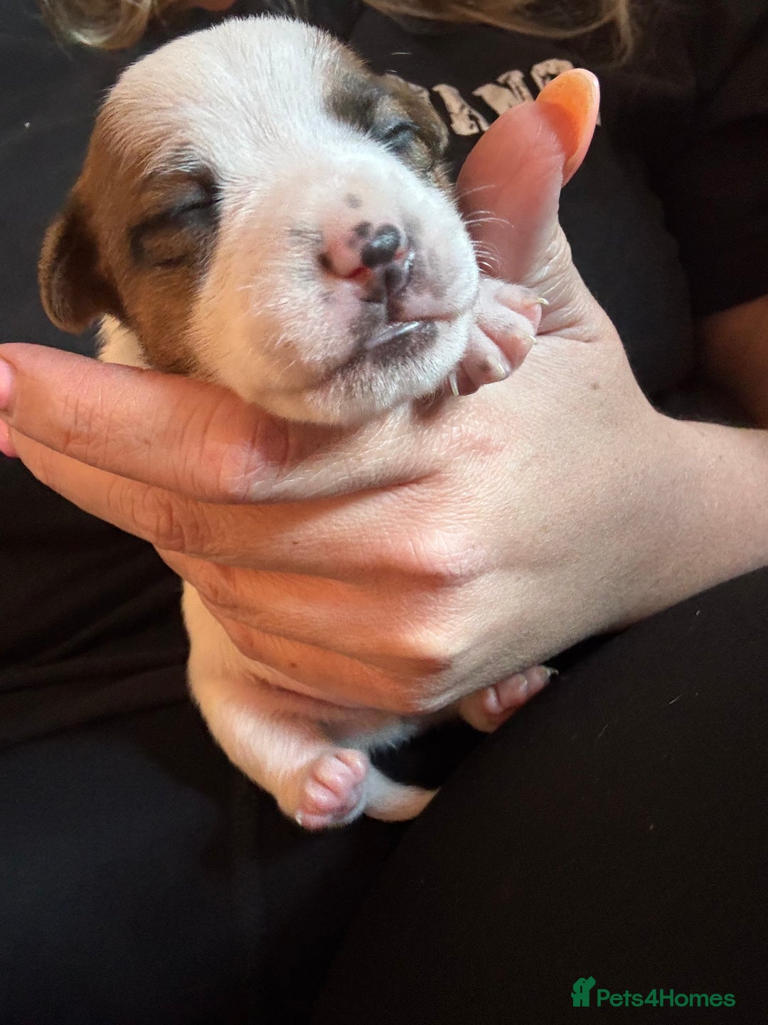 Jack Russell dogs for sale: Beautiful, big and healthy jack Russell pups - Image 6
