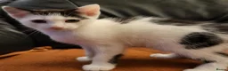 Mixed Breed cats for sale: Kittens for sale - Advert 3
