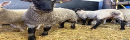 Sheep livestock for sale: Ewe Lambs - Advert 8