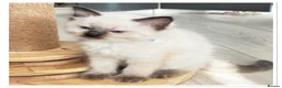 Ragdoll cats for sale: 6 cute pure breed Ragdoll kittens 2 boys 4 girls  - Advert 9