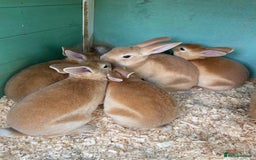 Rex rabbits for sale: Last male mini Rex left - Image 1