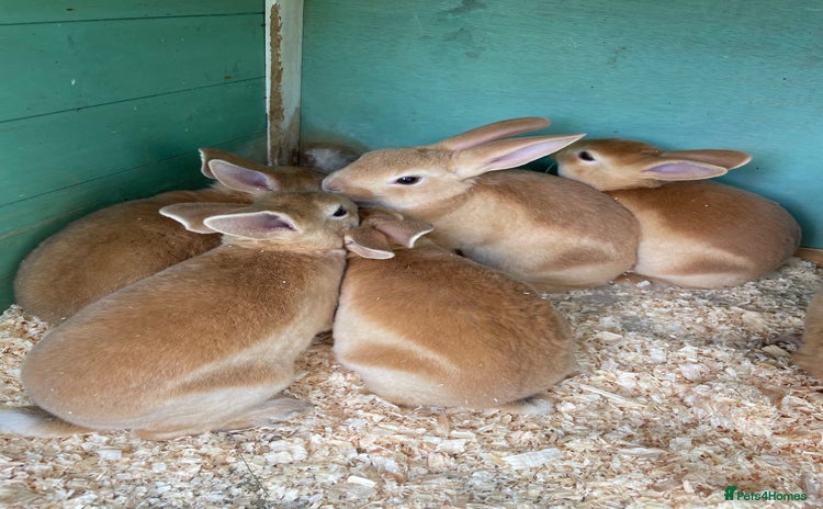 Rex rabbits - Advert 2