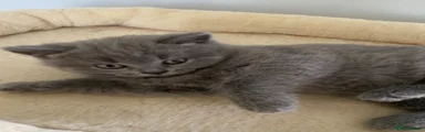 British blue Shorthair Kitten 2 girl