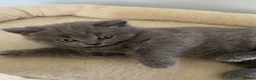 British Shorthair cats for sale: Pure British shorthair kittens Genetically tested - Advert 6