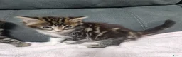 Siberian cats for sale: Fluffy kittens - Advert 11