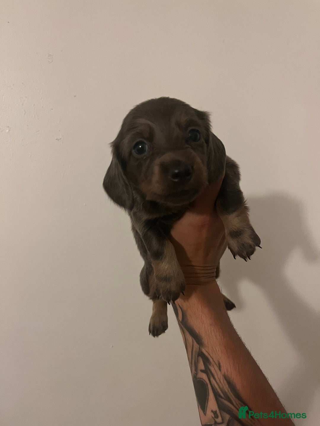 Miniature Dachshund dogs for sale: 2 miniature long hair dachshunds  - Advert 5