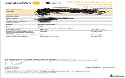 British Shorthair cats for stud: 🐻 BEAR 🐻 BRITISH SHORTHAIR FOR STUD DUTY GCCF - Image 3