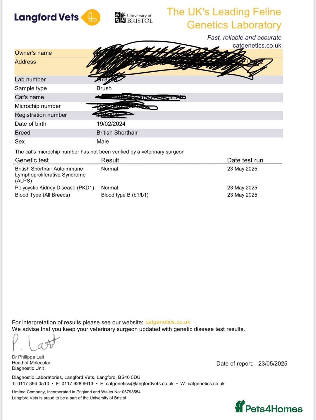 British Shorthair cats for stud: 🐻 BEAR 🐻 BRITISH SHORTHAIR FOR STUD DUTY GCCF - Image 3