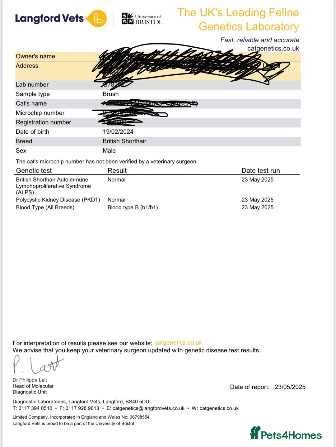 British Shorthair cats for stud: 🐻 BEAR 🐻 BRITISH SHORTHAIR FOR STUD PROVEN GCCF - Advert 3