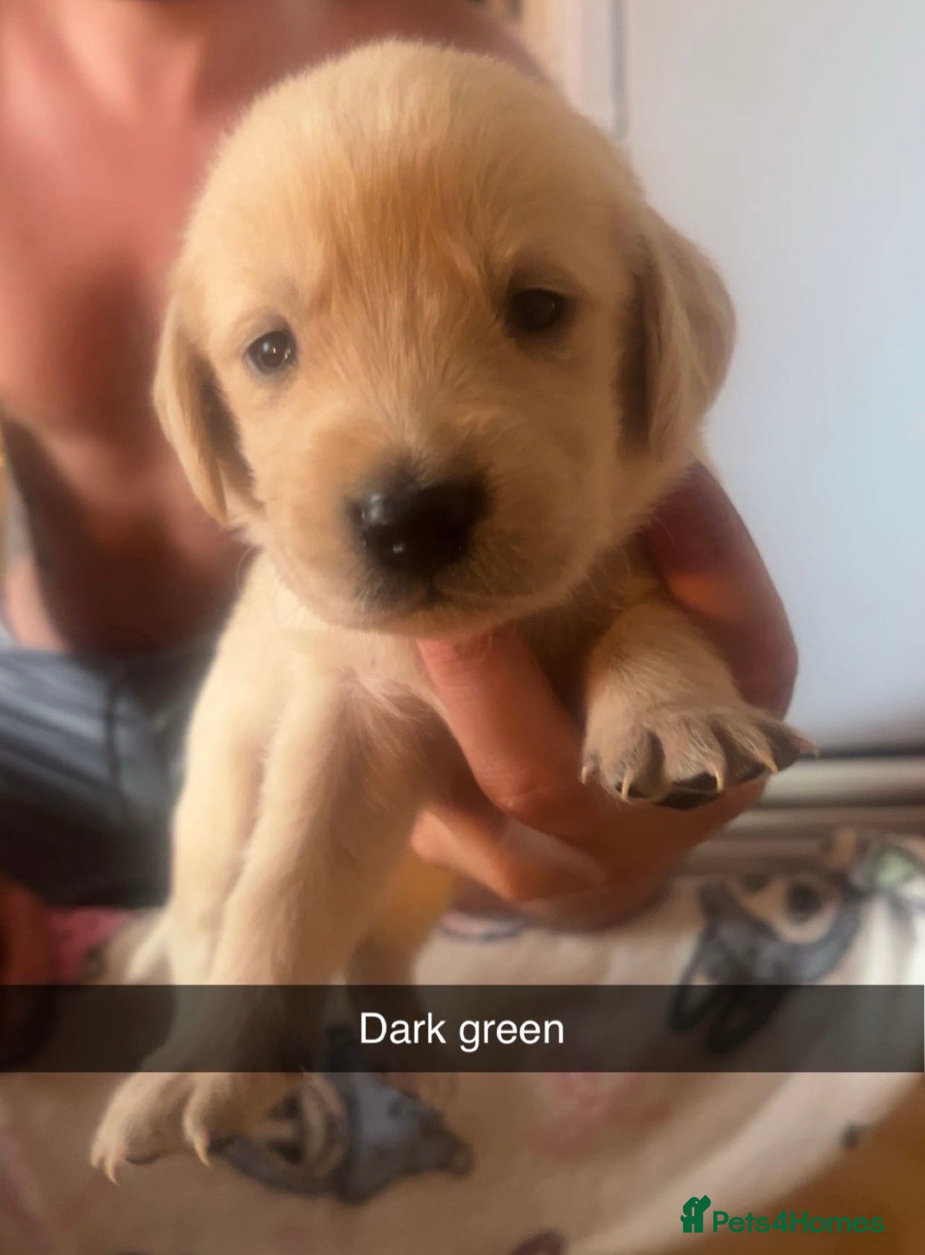 Goldador dogs 🐾 Stunning Goldador Puppies 🐾 - Advert 1