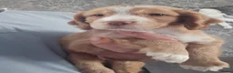 Cocker Spaniel dogs for sale: Health tested working cockers  - Advert 5