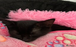 Bombay cats for sale: Kittens - Advert 11