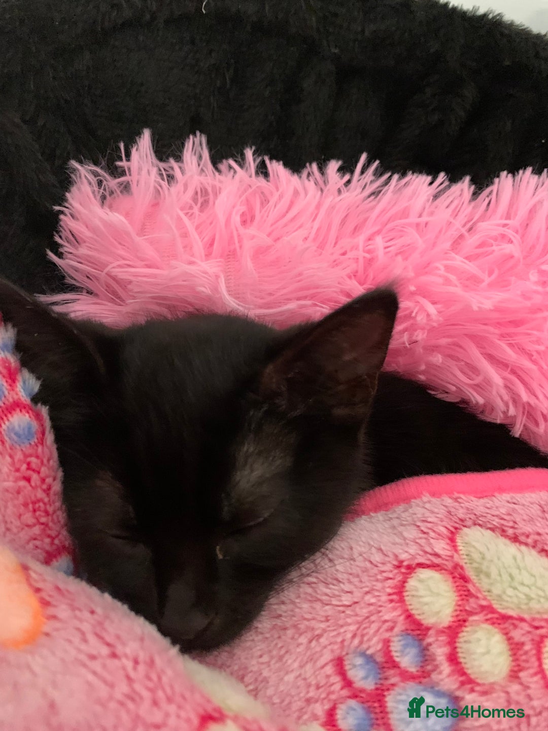 Bombay cats for sale: Kittens - Advert 11