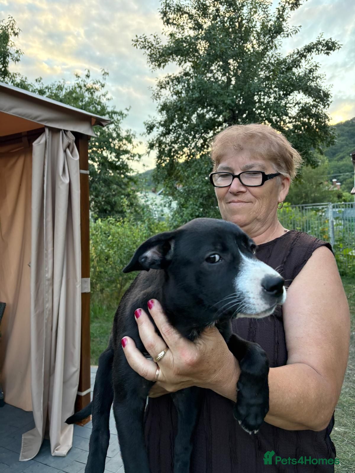Mixed Breed dogs 🖤 BLACKBERRY– Lovely Puppy Girl for a Loving Home - Advert 1