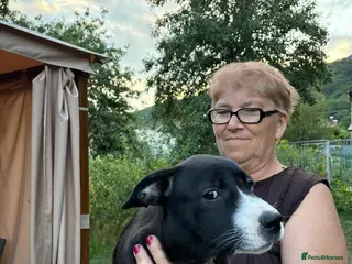 Mixed Breed dogs 🖤 BLACKBERRY– Lovely Puppy Girl for a Loving Home - Advert 3