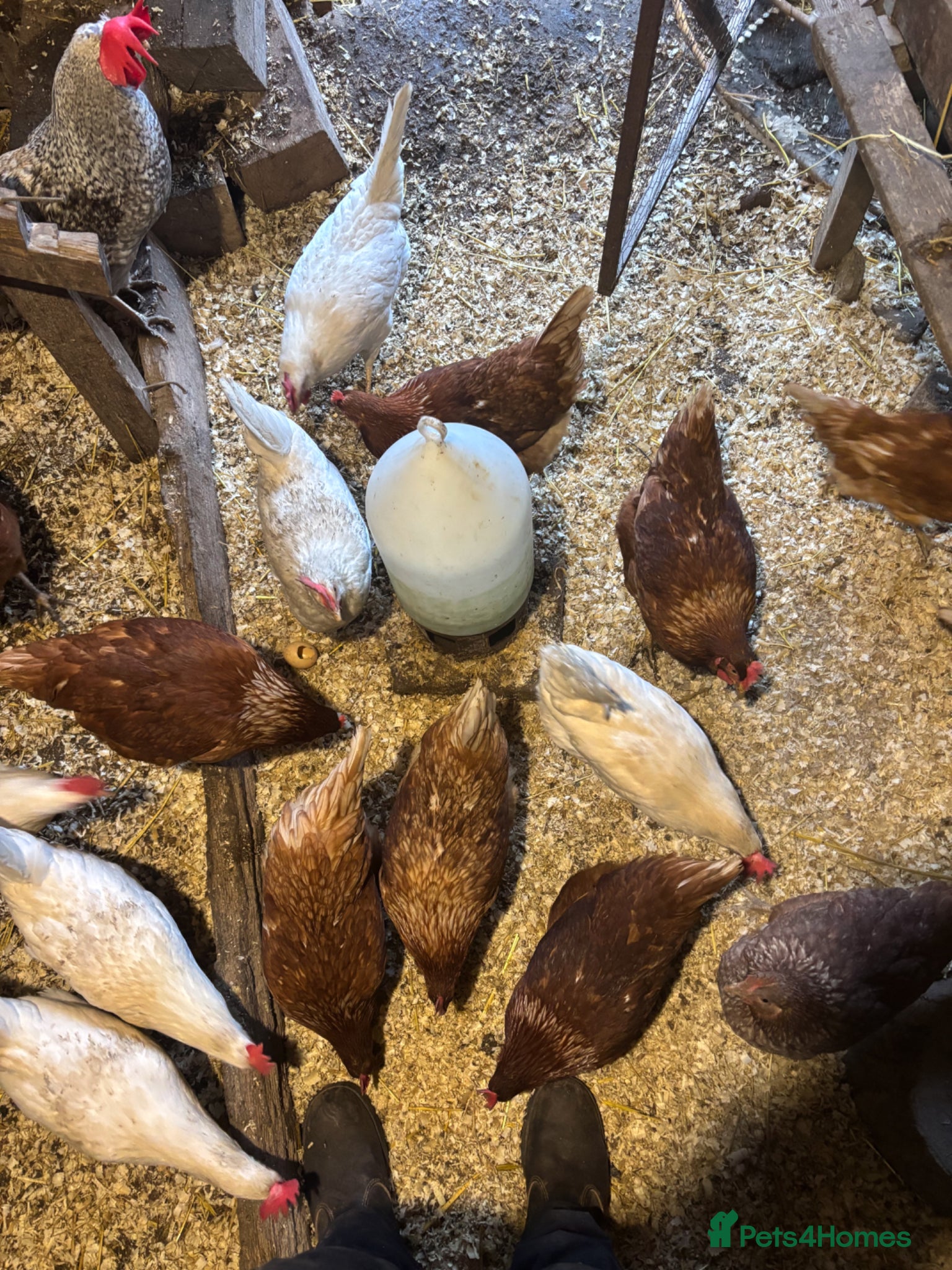 Chickens poultry Chicken hatching eggs  - Advert 2