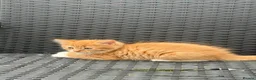 Mixed Breed cats for sale: Kittens for sale  - Advert 4