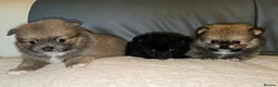 Pomeranian dogs for sale: Extra small fluffy Pomeranian Puppies  - Advert 2