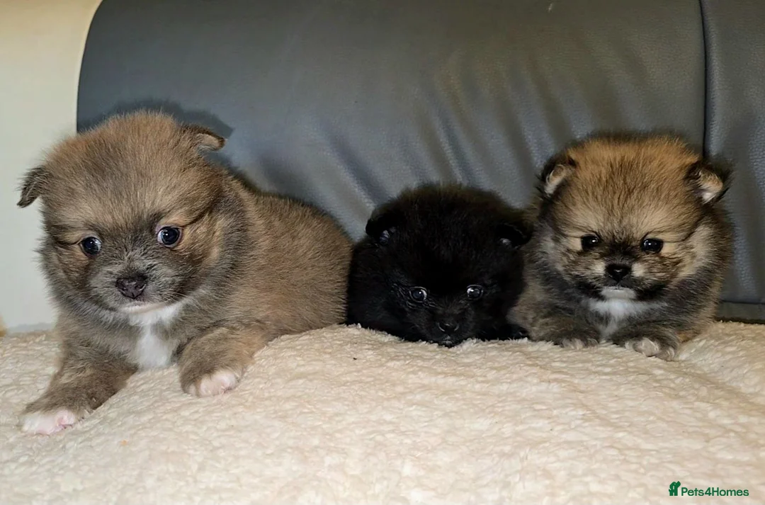 Pomeranian dogs for sale: Extra small fluffy Pomeranian Puppies  - Advert 2