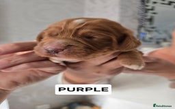Cocker Spaniel dogs for sale: Pedigree working cocker puppies  - Image 8
