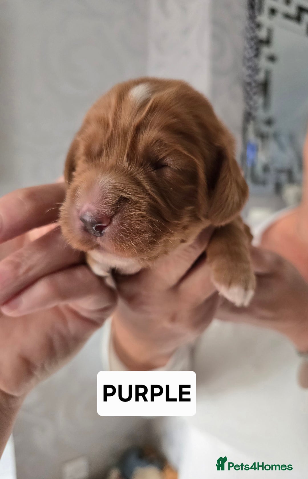 Cocker Spaniel dogs for sale: Pedigree working cocker puppies  - Image 8
