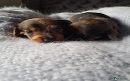 Dachshund dogs for stud: KC Registered Wirehaired Dachshund for Stud in Stoke-on-Trent - Image 8