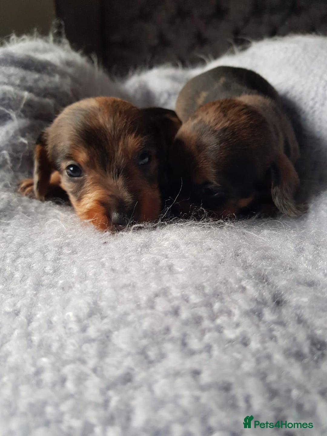 Dachshund dogs for stud: KC Registered Wirehaired Dachshund for Stud in Stoke-on-Trent - Image 8