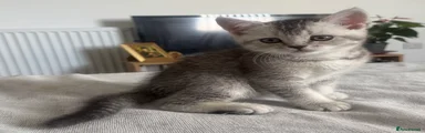 Scottish Fold Kitten 1 already found the home.
