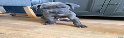 Great Dane dogs for sale: 1 boy left Ready now 8weeks old kc Great Dane's - Advert 18