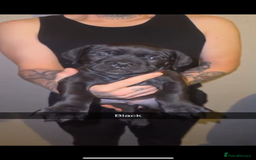 Cane Corso dogs for sale: Cane Corso Puppies - 4 Females & 1 Male, Ready Now - Image 4