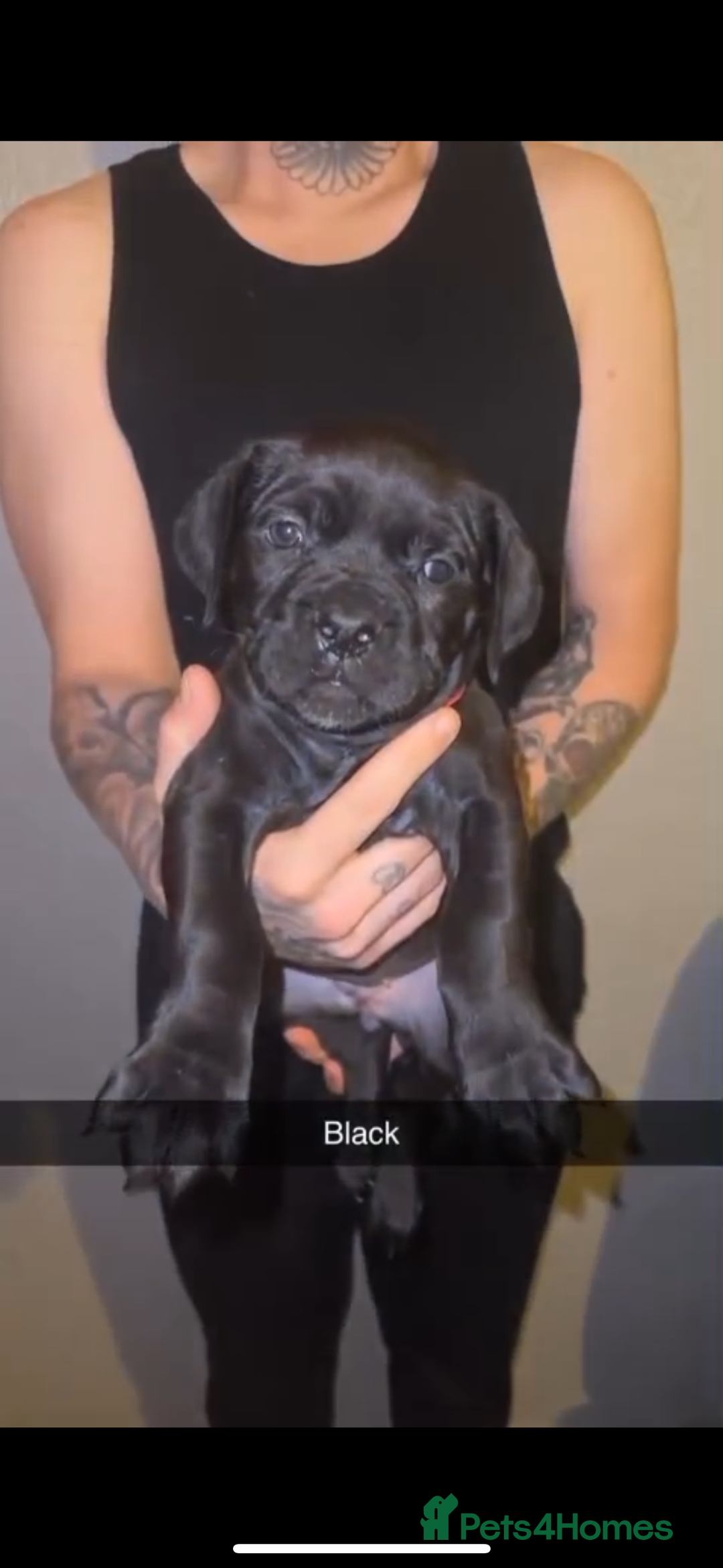 Cane Corso dogs for sale: Cane Corso Puppies - 4 Females & 1 Male, Ready Now - Image 4