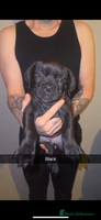 Cane Corso dogs Cane Corso Puppies - 4 Females & 1 Male, Ready Now - Advert 6