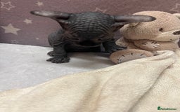 Sphynx cats for sale: 3 beautiful GIRlS available ❤️  - Image 18