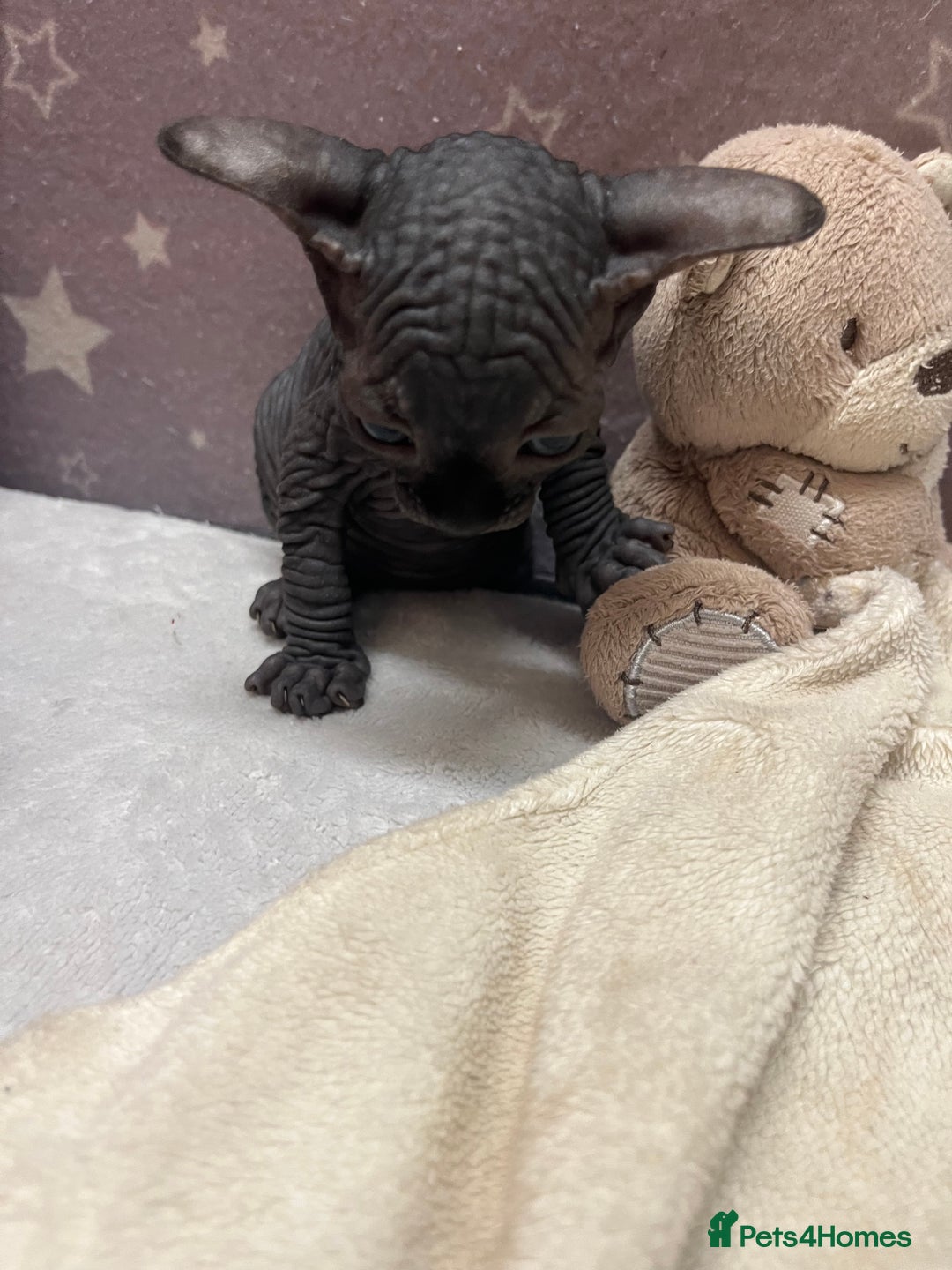 Sphynx cats for sale: 3 beautiful GIRlS available ❤️  - Image 18
