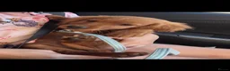Cocker Spaniel dogs for sale: Cocker spaniel puppy  in Norwich - Advert 2