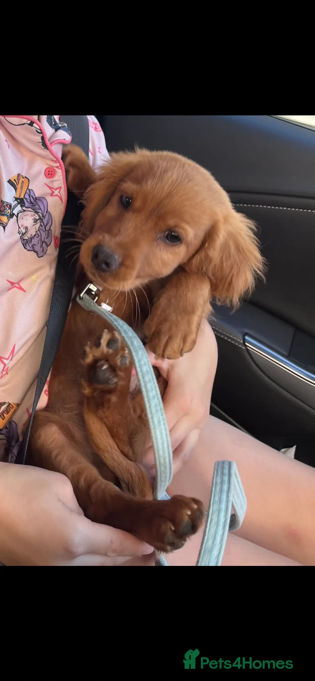 Cocker Spaniel dogs for sale: Cocker spaniel puppy  in Norwich - Advert 2