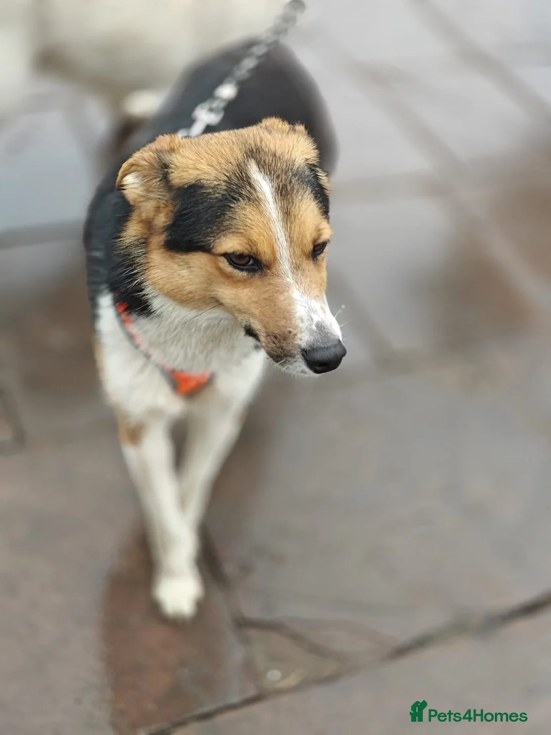 Mixed Breed dogs for adoption: ❤️🐶 LIZZIE – SOFT, GRATEFUL… SHE RECEIVES LOVE in Burton-on-Trent - Advert 16