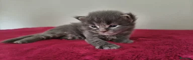Frodo