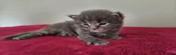 Maine Coon cats for sale: Tica registered Maine coon kittens - Advert 7