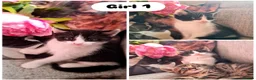 Mixed Breed cats for sale: 2 female kittens 💞 - Advert 7