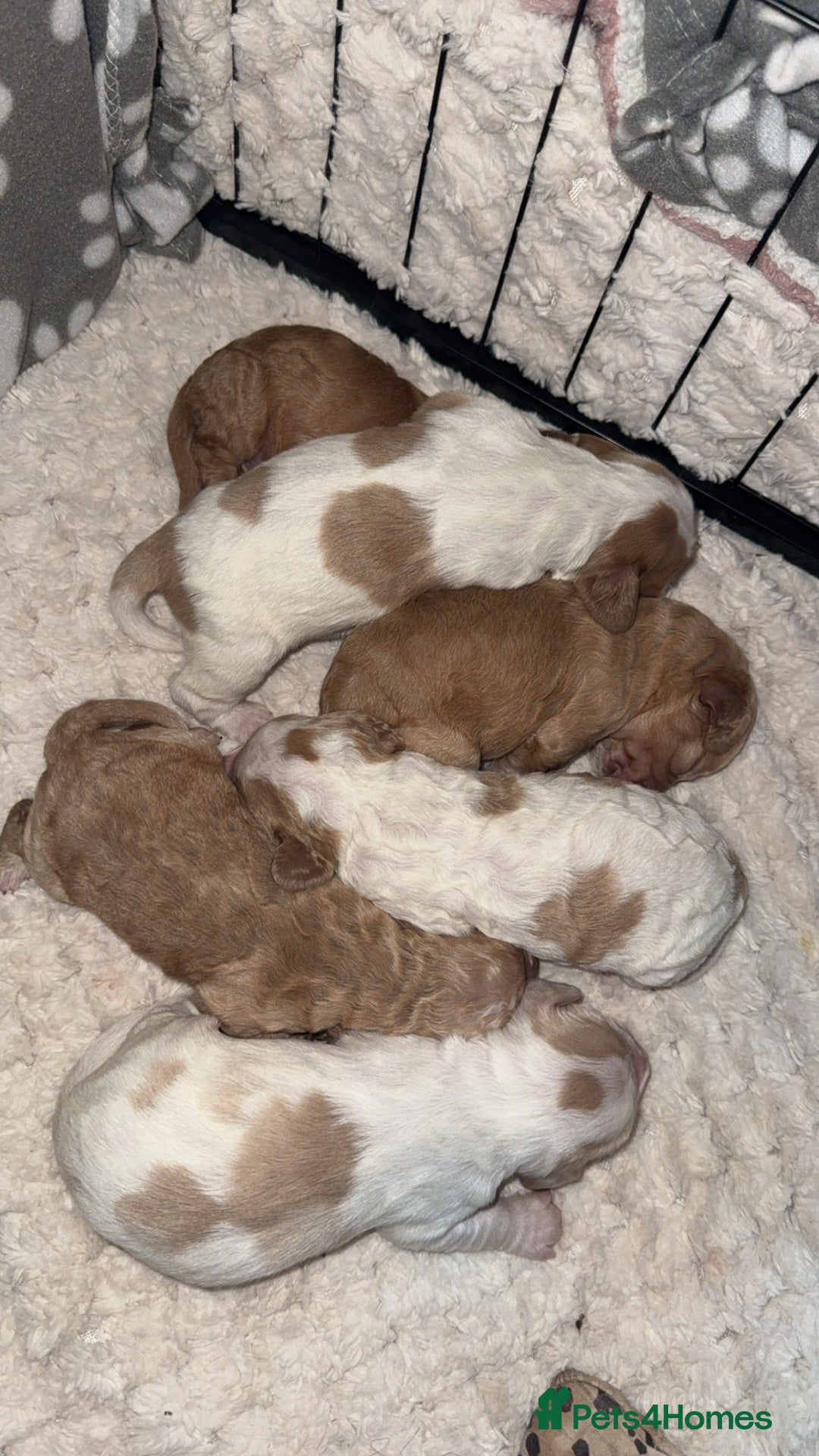 Cocker Spaniel dogs for sale: 7 beautiful cocker spaniel puppies 🩷💙 - Advert 15