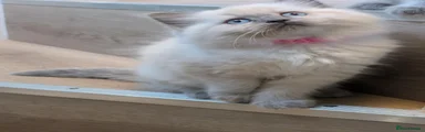 Ragdoll 2