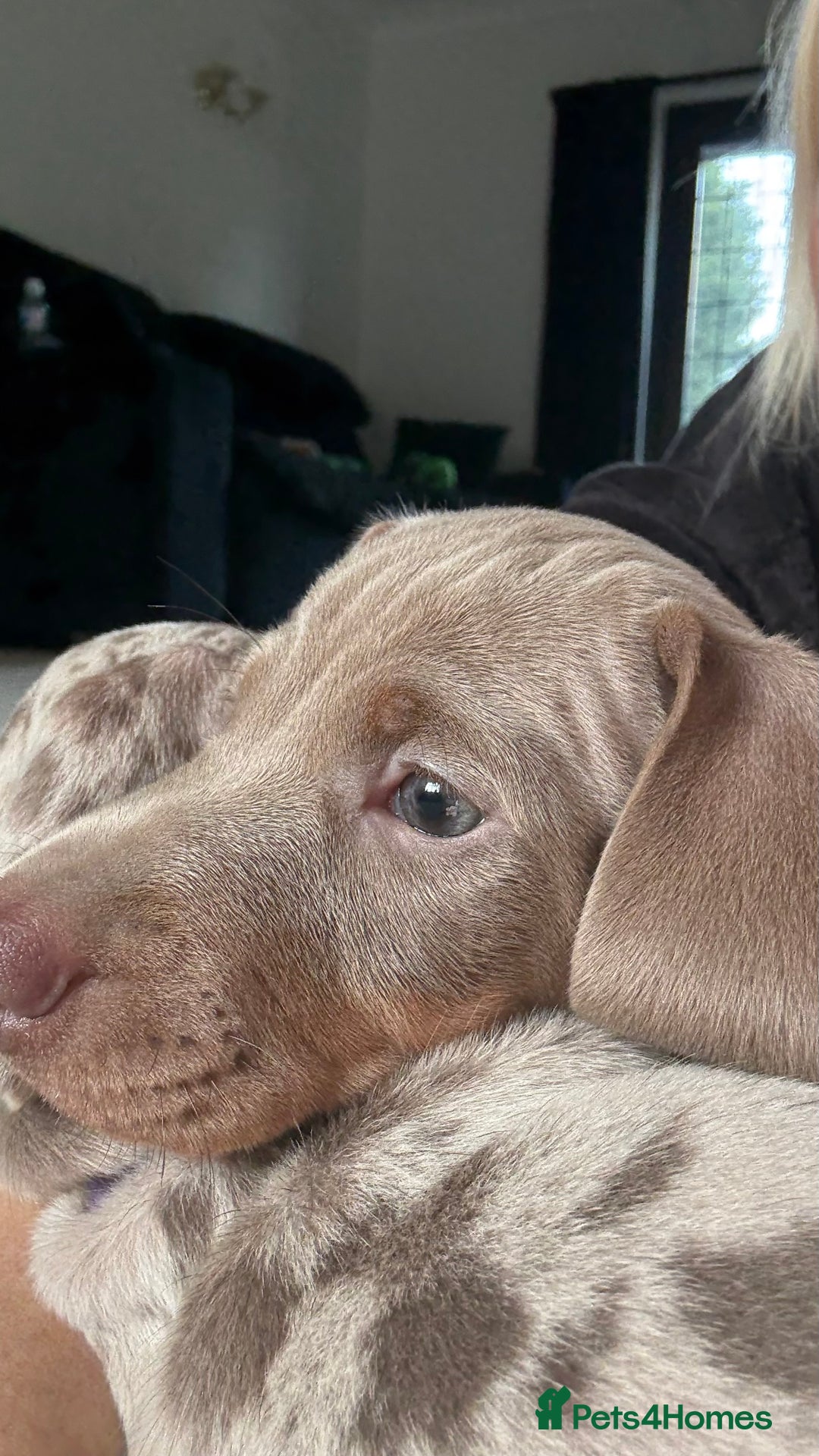 Miniature Dachshund dogs for sale: Stunning Miniature dachshund last boy left  - Advert 6