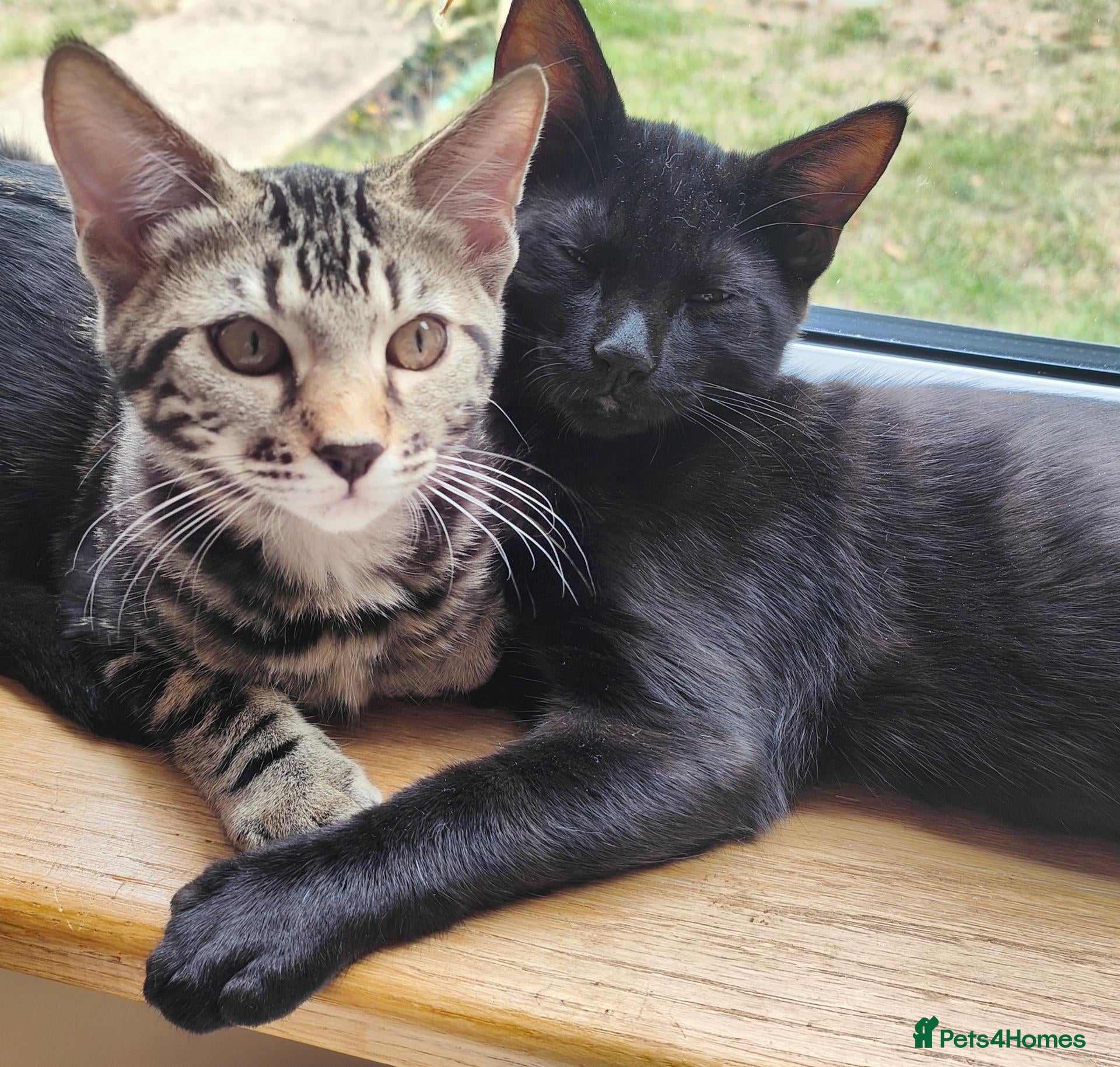 Mixed Breed cats Bengal-cross Brother & Sister pair £280 - Advert 9