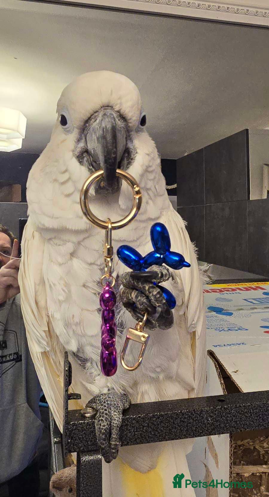 Cockatoo birds Rare Blue eyed umbrella cockatoo  - Advert 5