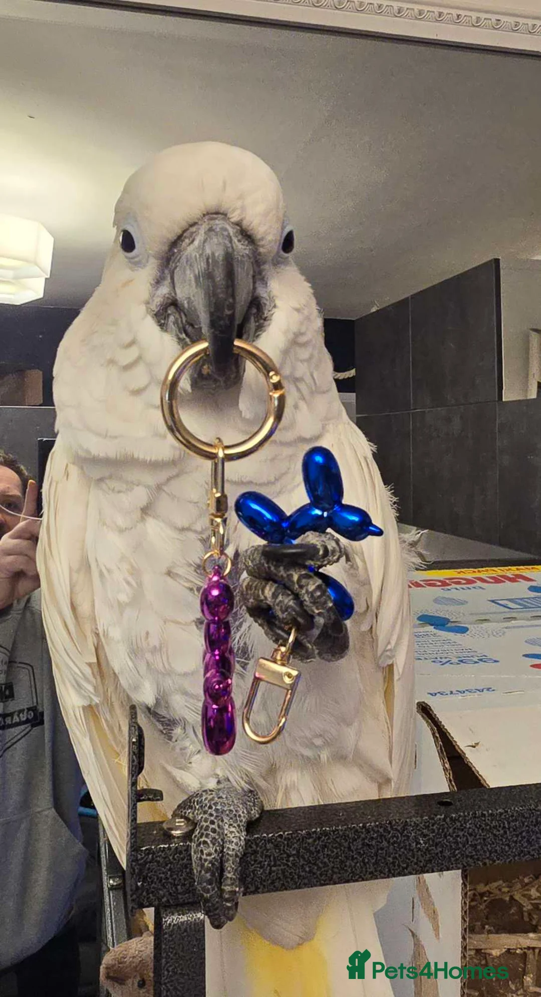 Cockatoo birds for sale: Rare Blue eyed umbrella cockatoo  in Stanley - Advert 1