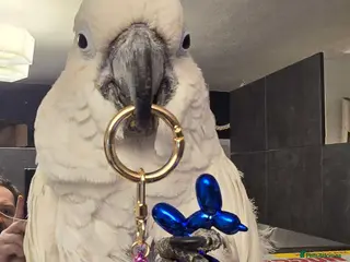 Cockatoo birds Rare Blue eyed umbrella cockatoo - Advert 1