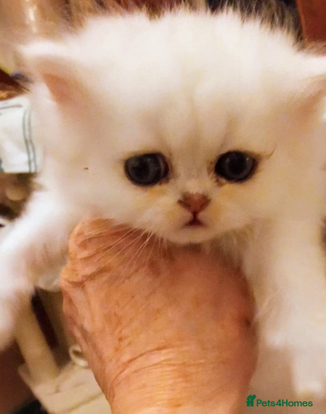 Persian cats for sale: Quality pure bred white tipped kittens - Image 11