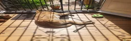 Mixed Breed dogs for adoption: Shy Nikita in Ipswich - Advert 8