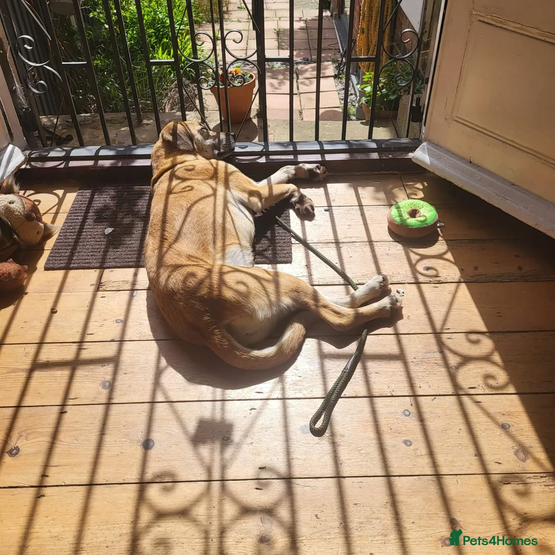 Mixed Breed dogs for adoption: Shy Nikita in Ipswich - Advert 8